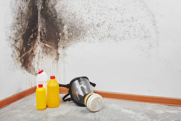 Baxter Estates, NY Mold Remediation Company