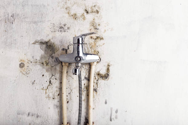 Best Residential Mold Remediation in Baxter Estates, NY